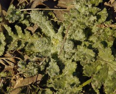 Asteraceae