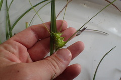 Carex louisianica