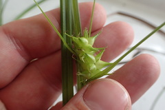 Carex louisianica
