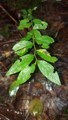 Vaccinium myrtilloides image
