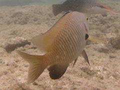 Plectroglyphidodon marginatus