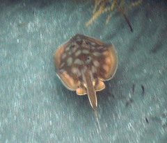 Urobatis concentricus