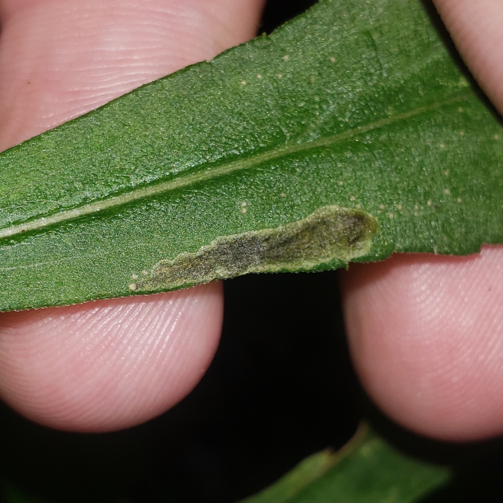 Nemorimyza posticata from Erie, PA 16504, USA on September 14, 2023 at