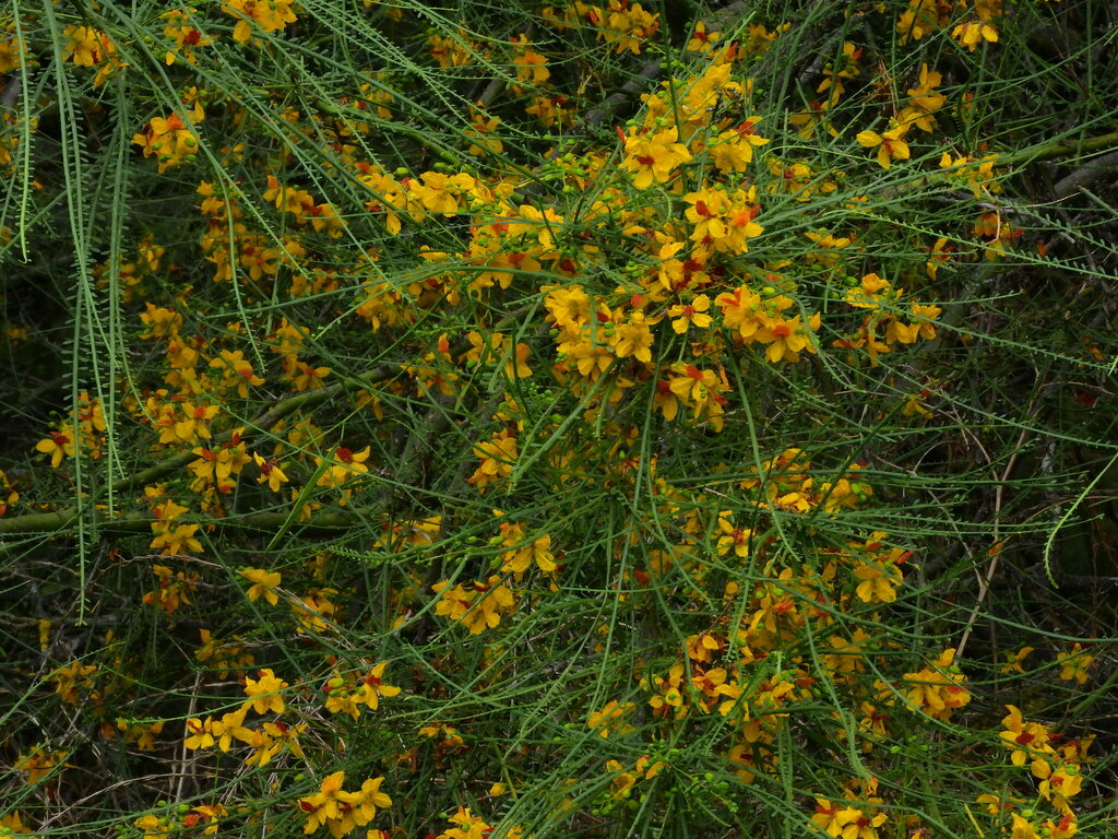 Mexican palo verde from Sweetwater Regional Park (Morrison Pond