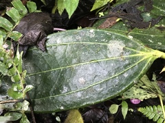 Cavendishia grandifolia