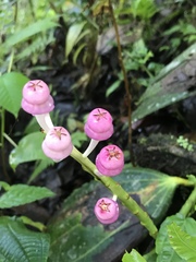 Cavendishia grandifolia
