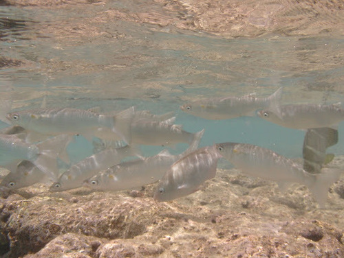 Neomyxus leuciscus