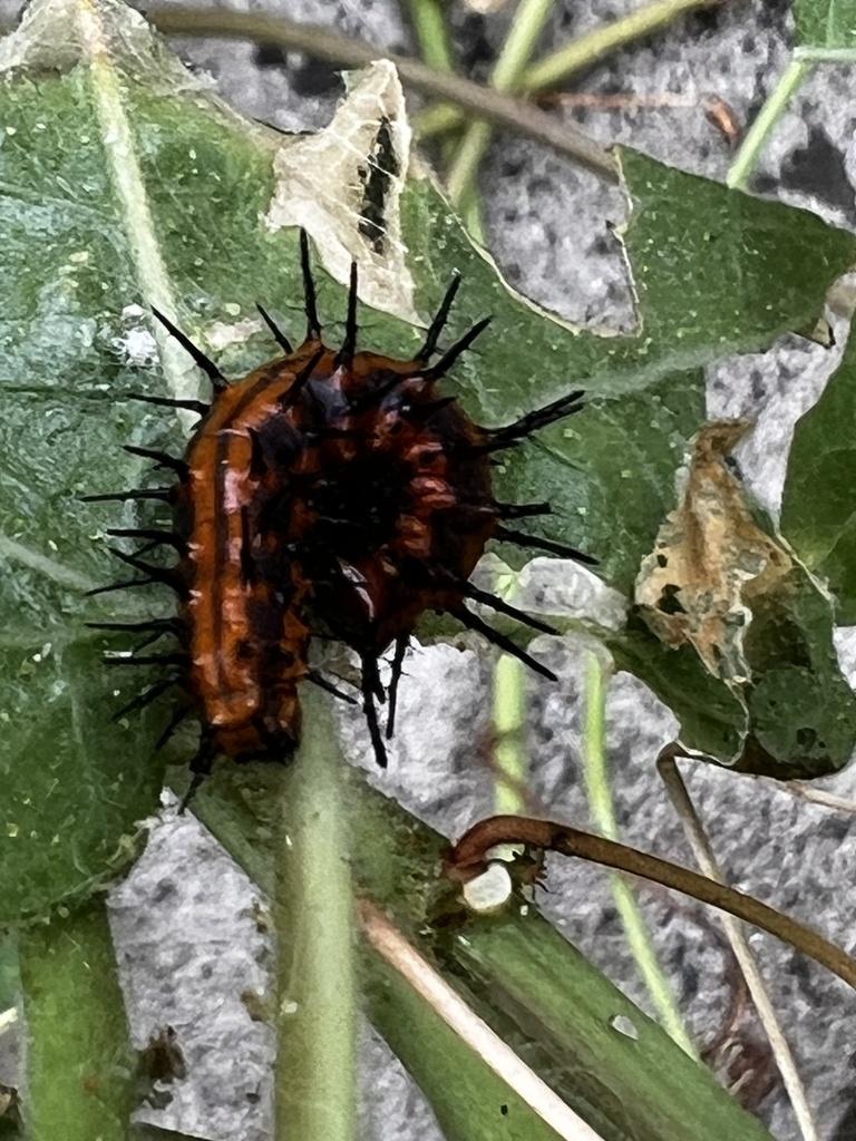 Dione vanillae incarnata from Oʻahu Ewa Gentry HI US on September 14