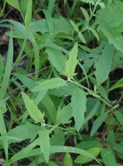 Chenopodium ficifolium