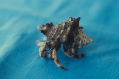 Coenobita violascens