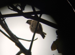 Pipraeidea melanonota