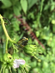 Hypselonotus linea