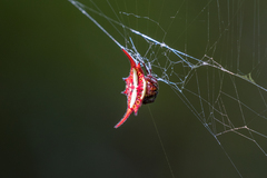 Gasteracantha versicolor