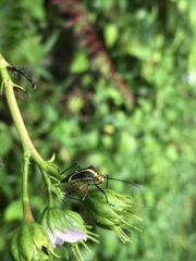 Hypselonotus linea
