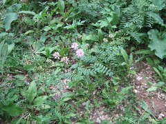 Securigera varia