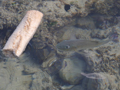 Sarotherodon melanotheron