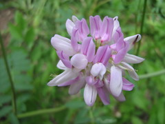Securigera varia