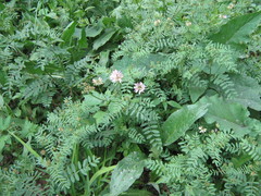 Securigera varia
