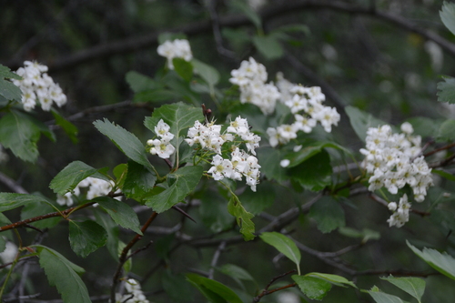 Crataegus shuswapensis