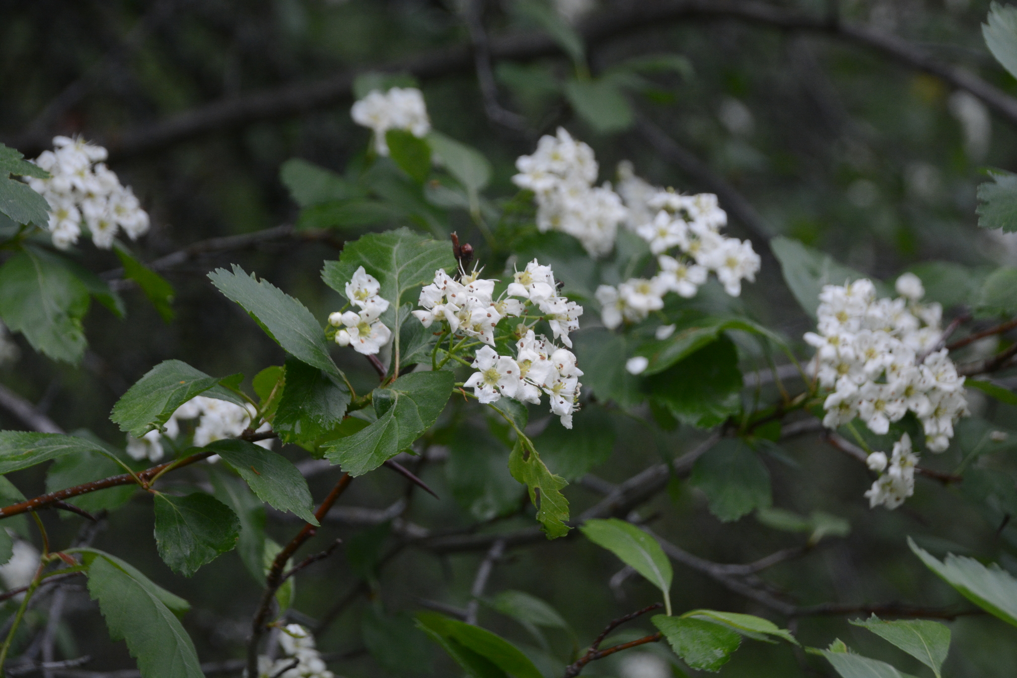 Crataegus shuswapensis