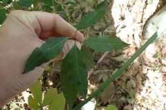 Ditrysinia fruticosa