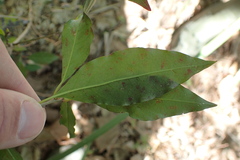 Ditrysinia fruticosa