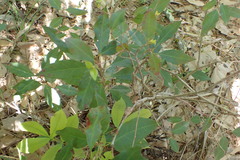 Ditrysinia fruticosa