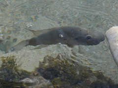 Sarotherodon melanotheron