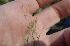 Sagina decumbens