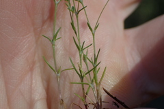 Sagina decumbens