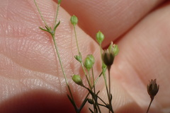 Sagina decumbens