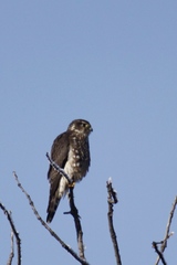 Falco columbarius suckleyi