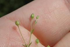Sagina decumbens