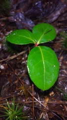 Gaultheria procumbens image