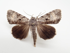 Catocala andromedae