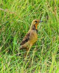 Macronyx capensis colletti
