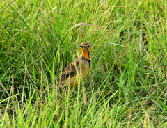 Macronyx capensis colletti