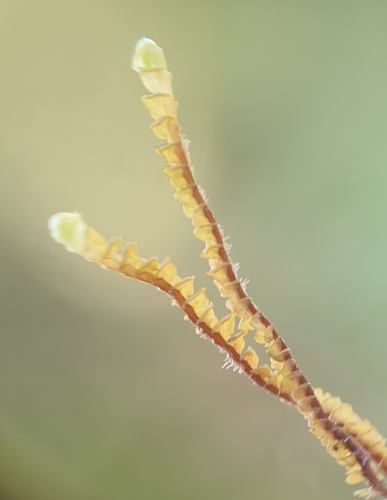 Image of Anastrepta orcadensis by no rights reserved