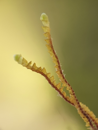 Image of Anastrepta orcadensis by no rights reserved