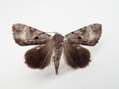 Catocala andromedae