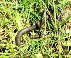 Thamnophis melanogaster