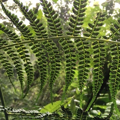 Athyriaceae