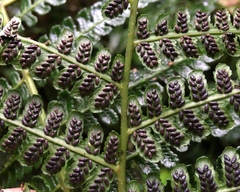 Athyriaceae