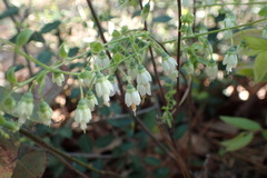Vaccinium virgatum