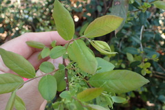 Vaccinium virgatum