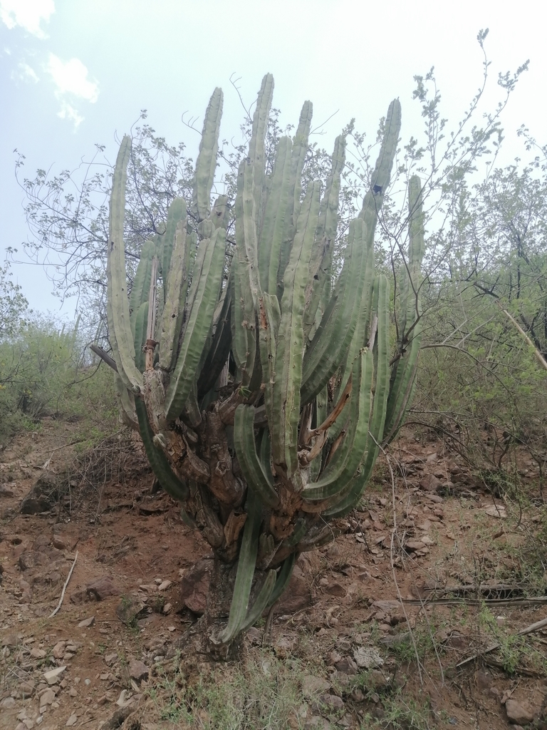 Isolatocereus dumortieri from Presa El Realito, Guanajuato on June 9