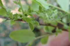 Vaccinium virgatum