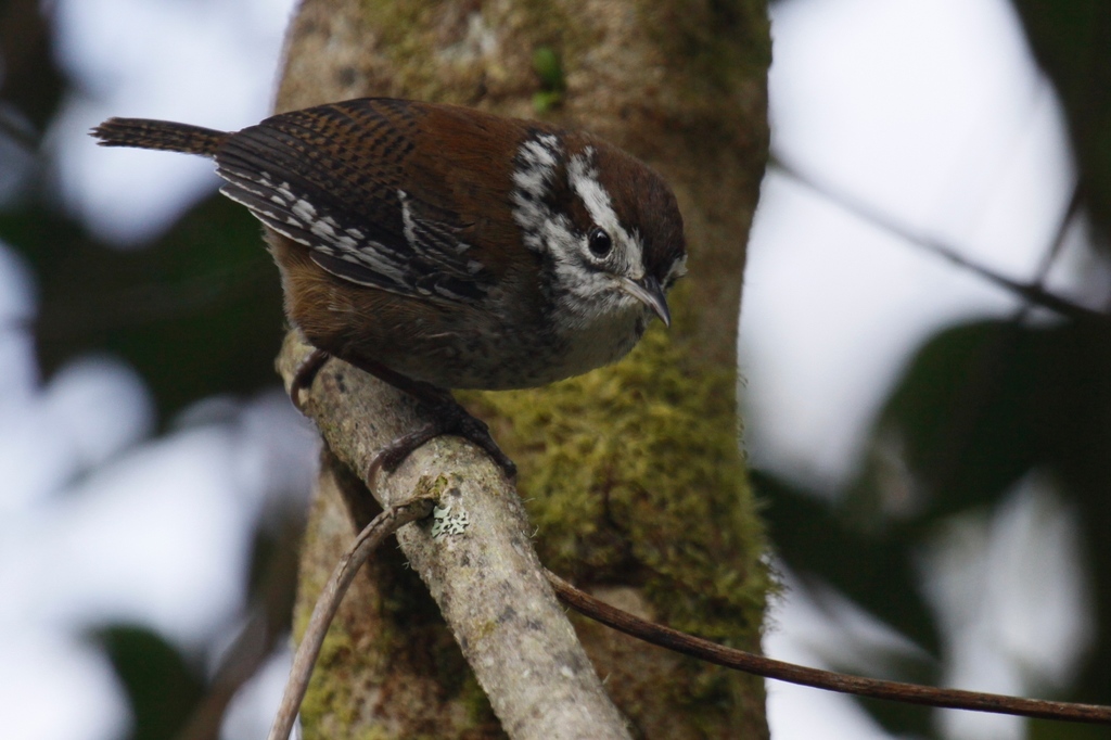 Timberline Wren