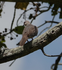 Streptopelia chinensis