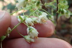 Vaccinium virgatum